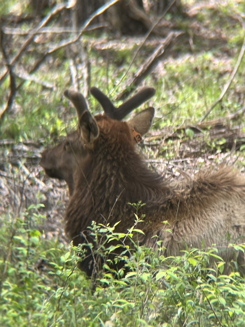 Elk