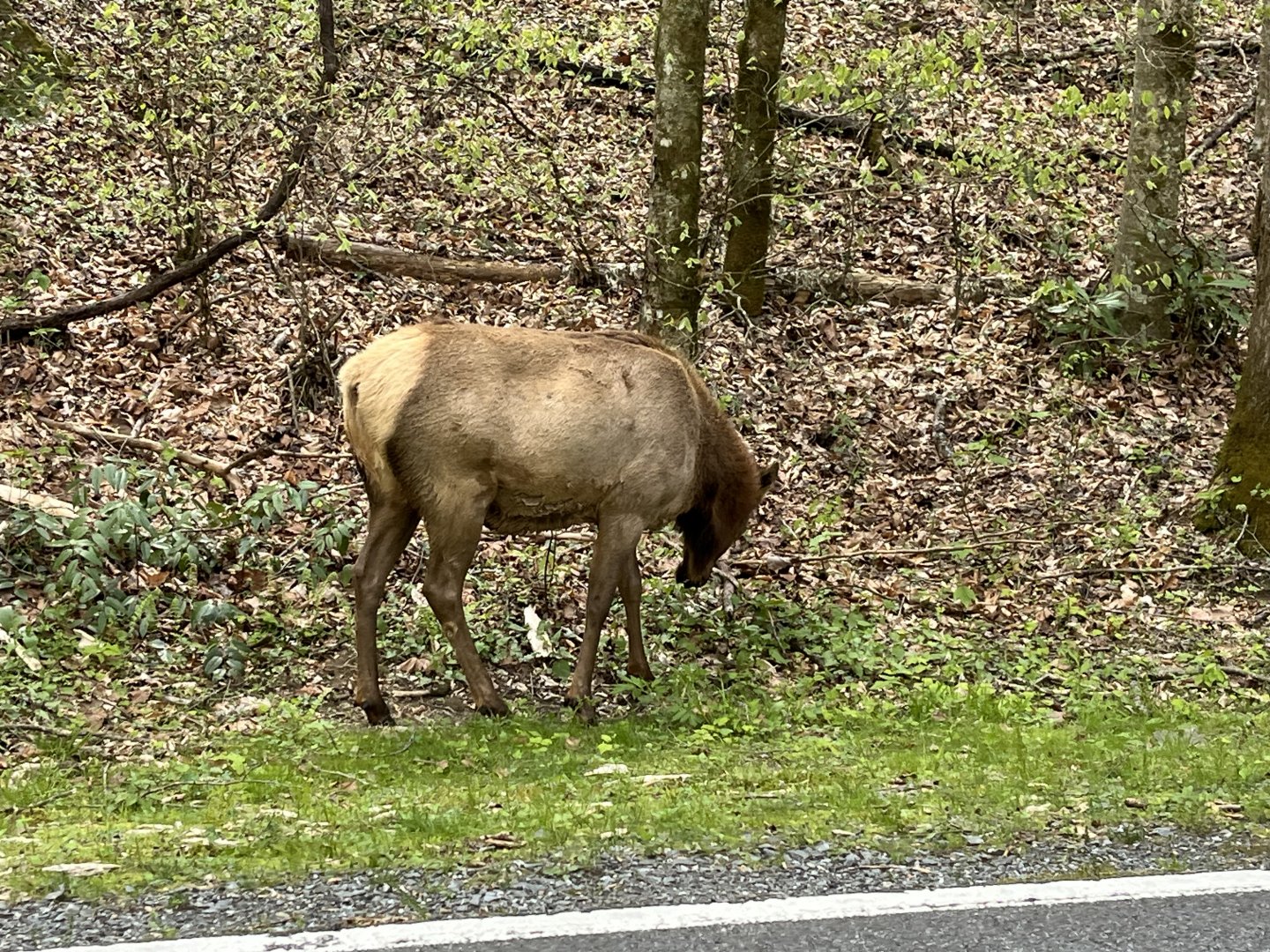 Elk