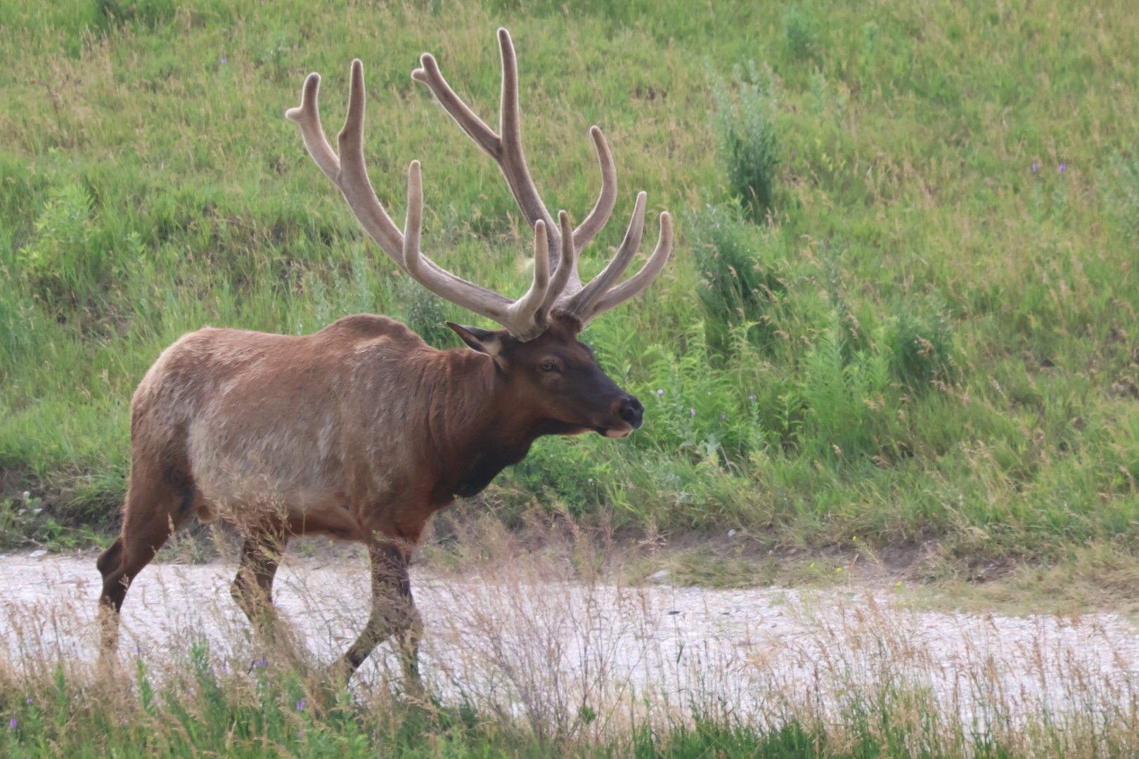 Elk
