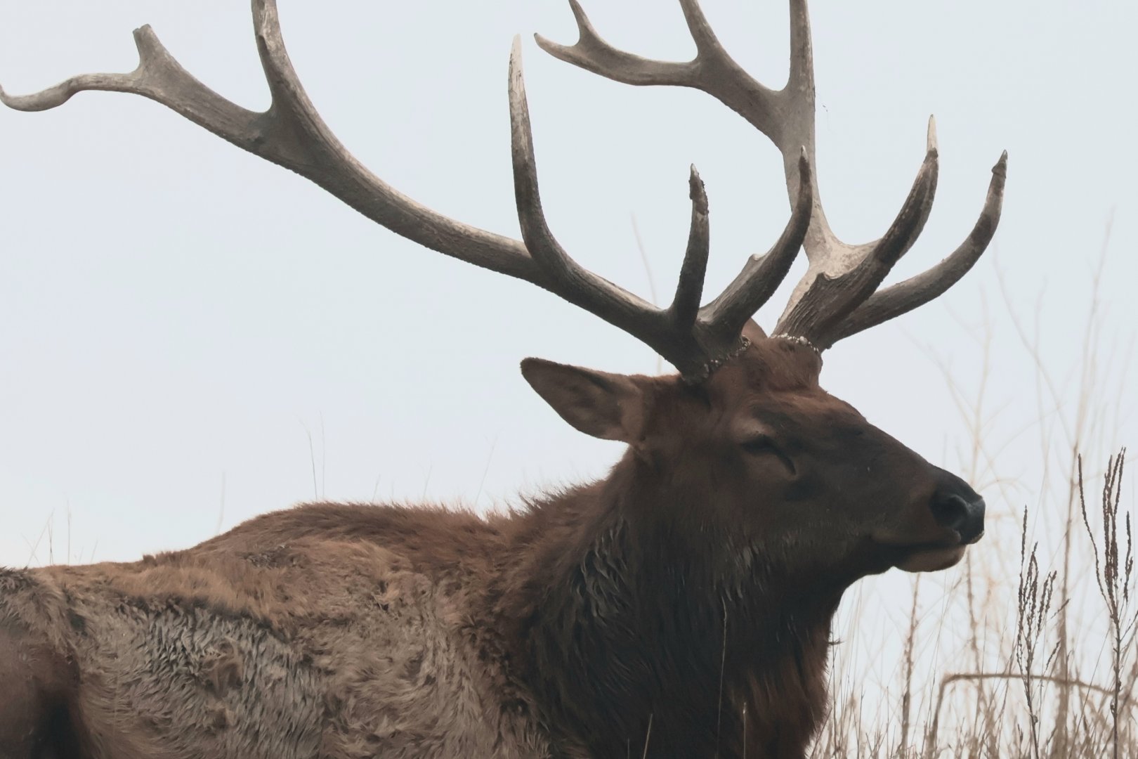 Elk