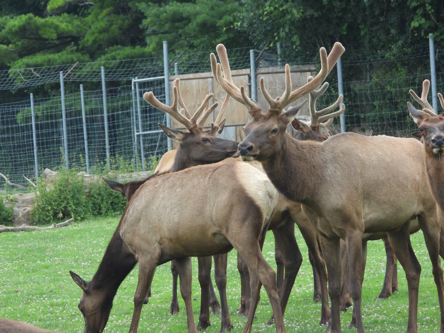Elk
