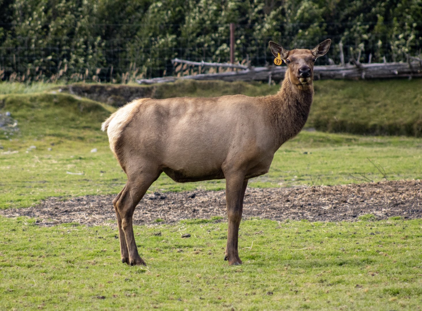 Elk