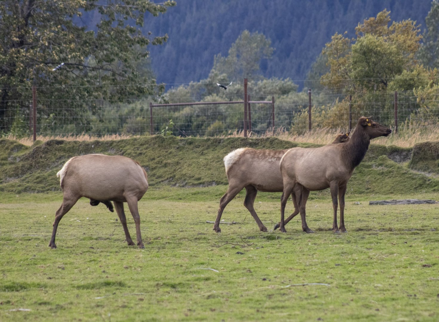 Elk