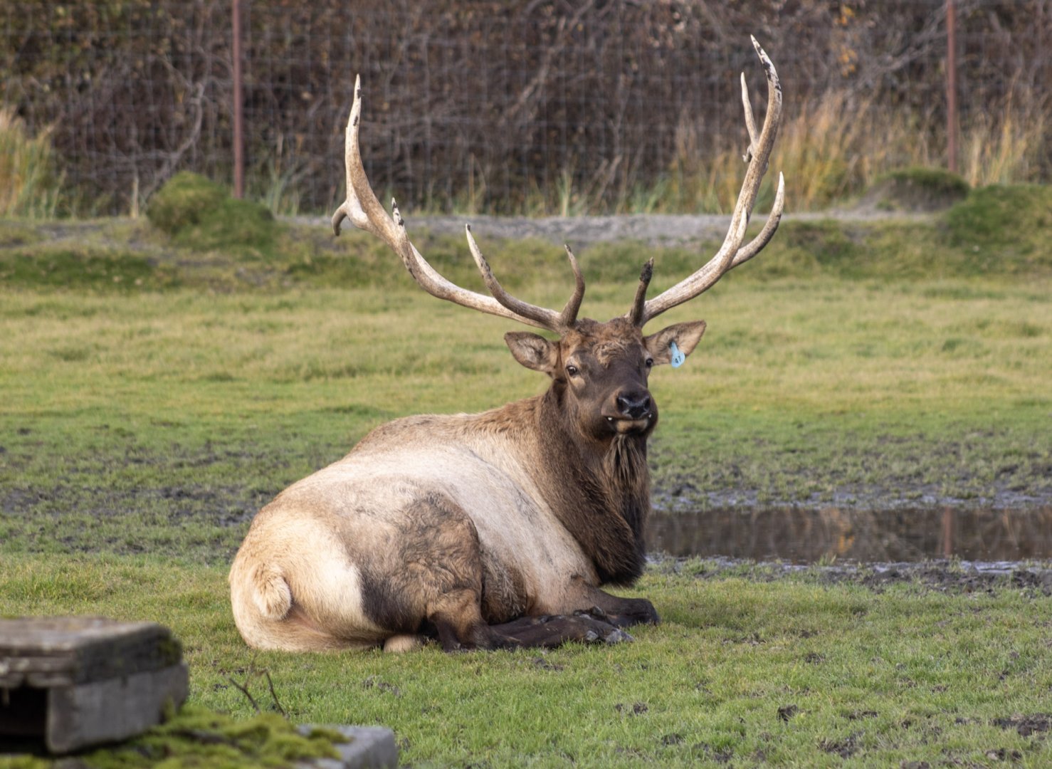 Elk