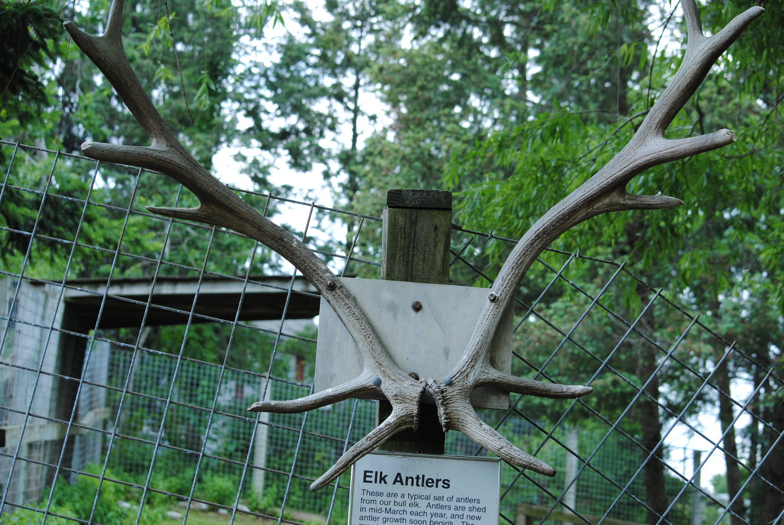 elk's antlers at the elks paddock's fence