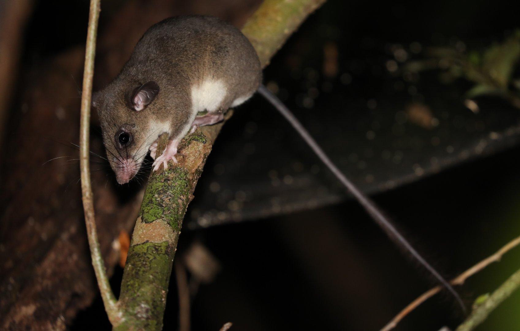 Ellerman's tufted-tailed rat (Eliurus ellermani)