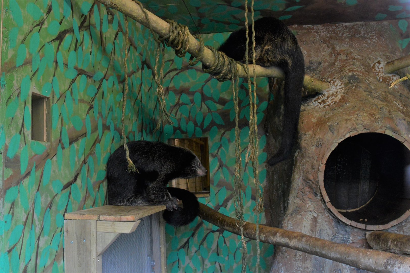 Ellie and Elliot (Binturongs)