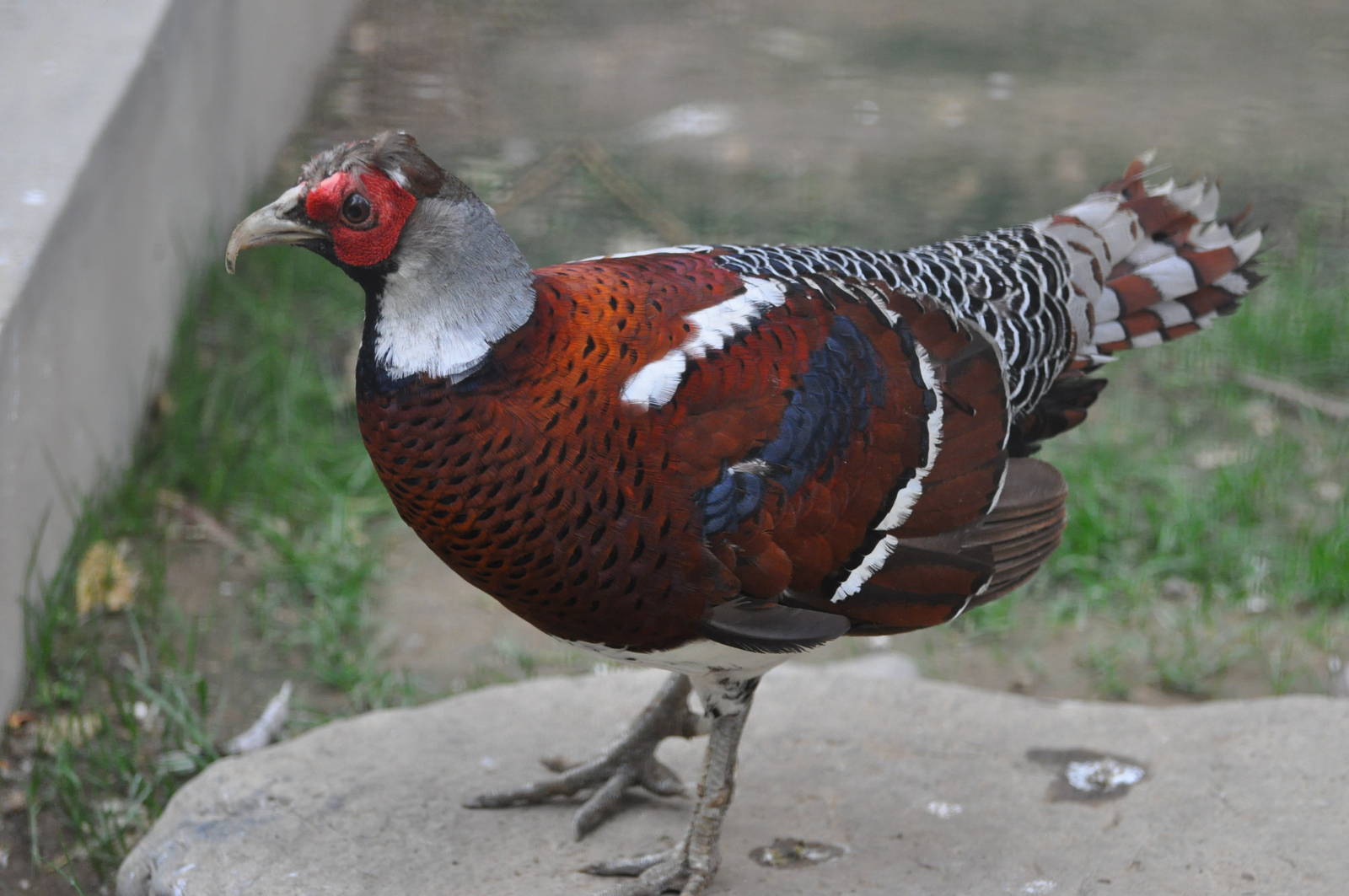 Elliot`s pheasant/ Syrmaticus ellioti