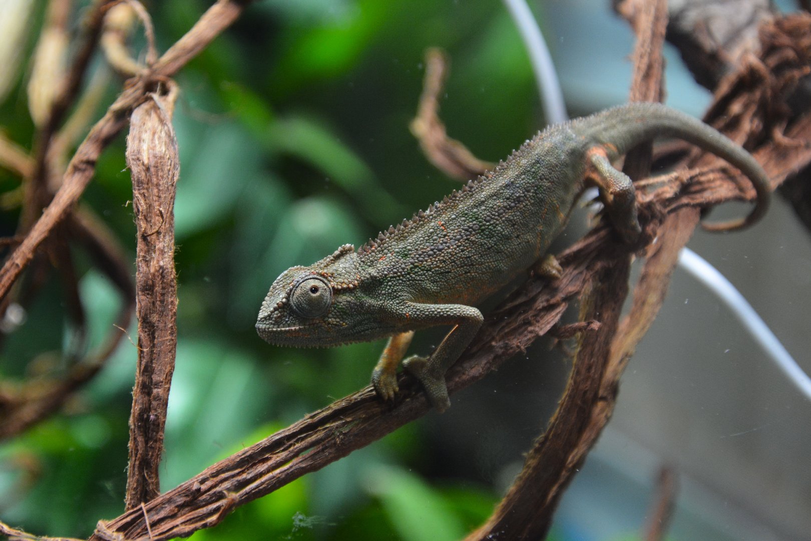 Elliot's chameleon (Trioceros ellioti)