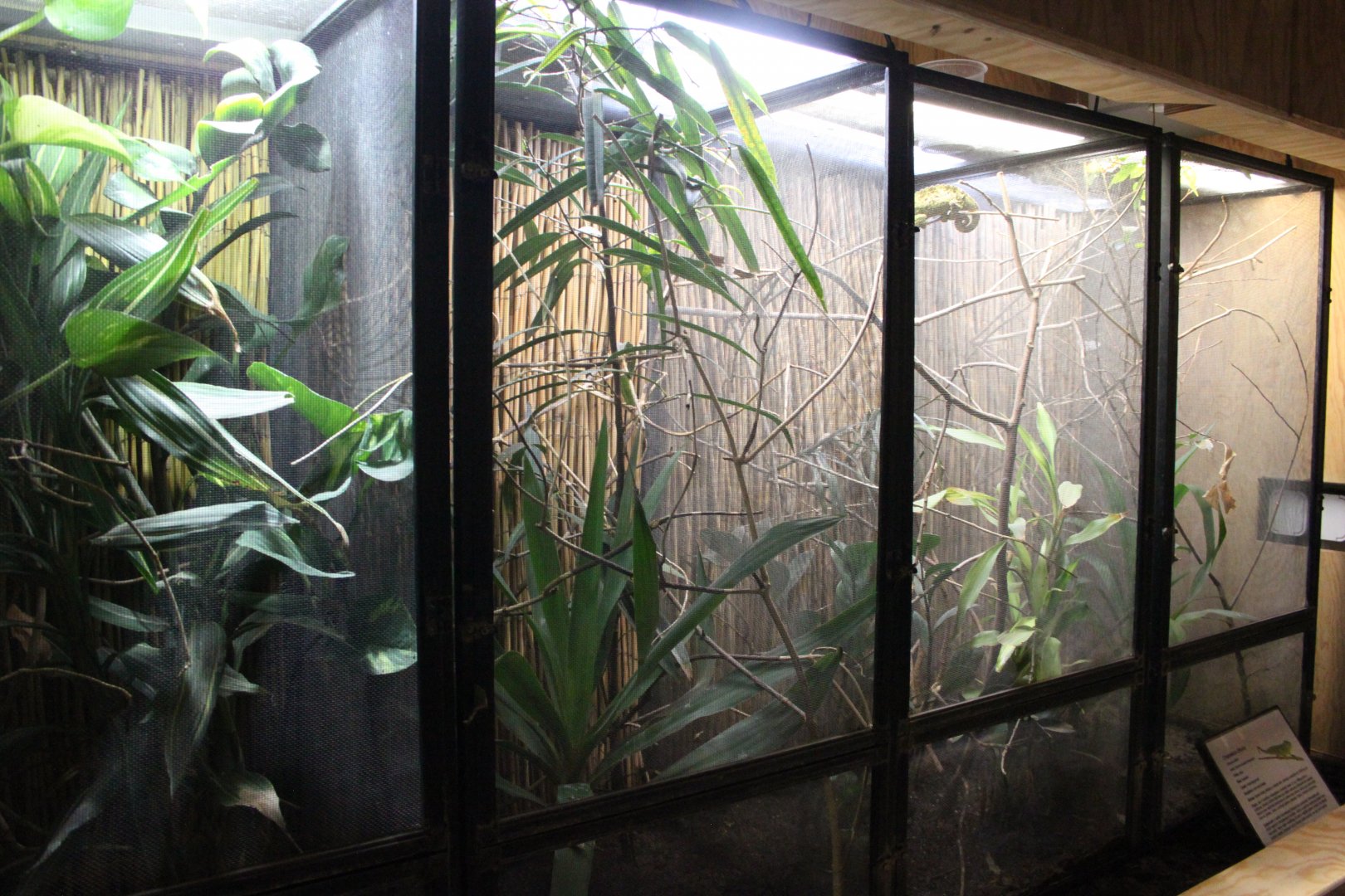 Elliot's groove-throated chameleon exhibits