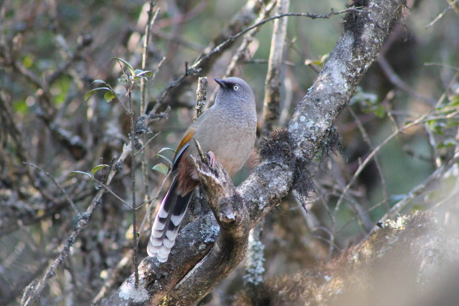 Elliots laughing thrush (Garrulax elliotii)
