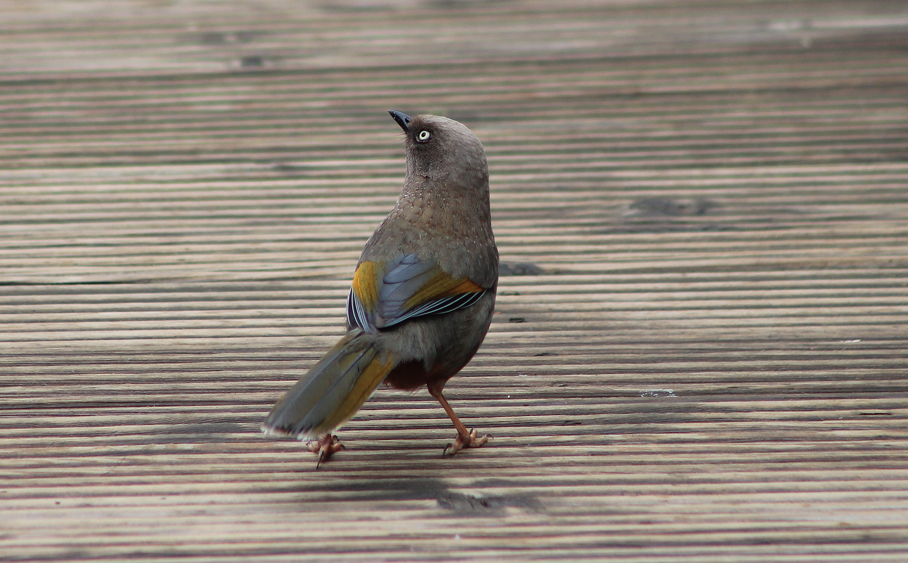 Elliot's Laughing Thrush (Trochalopteron elliottii)