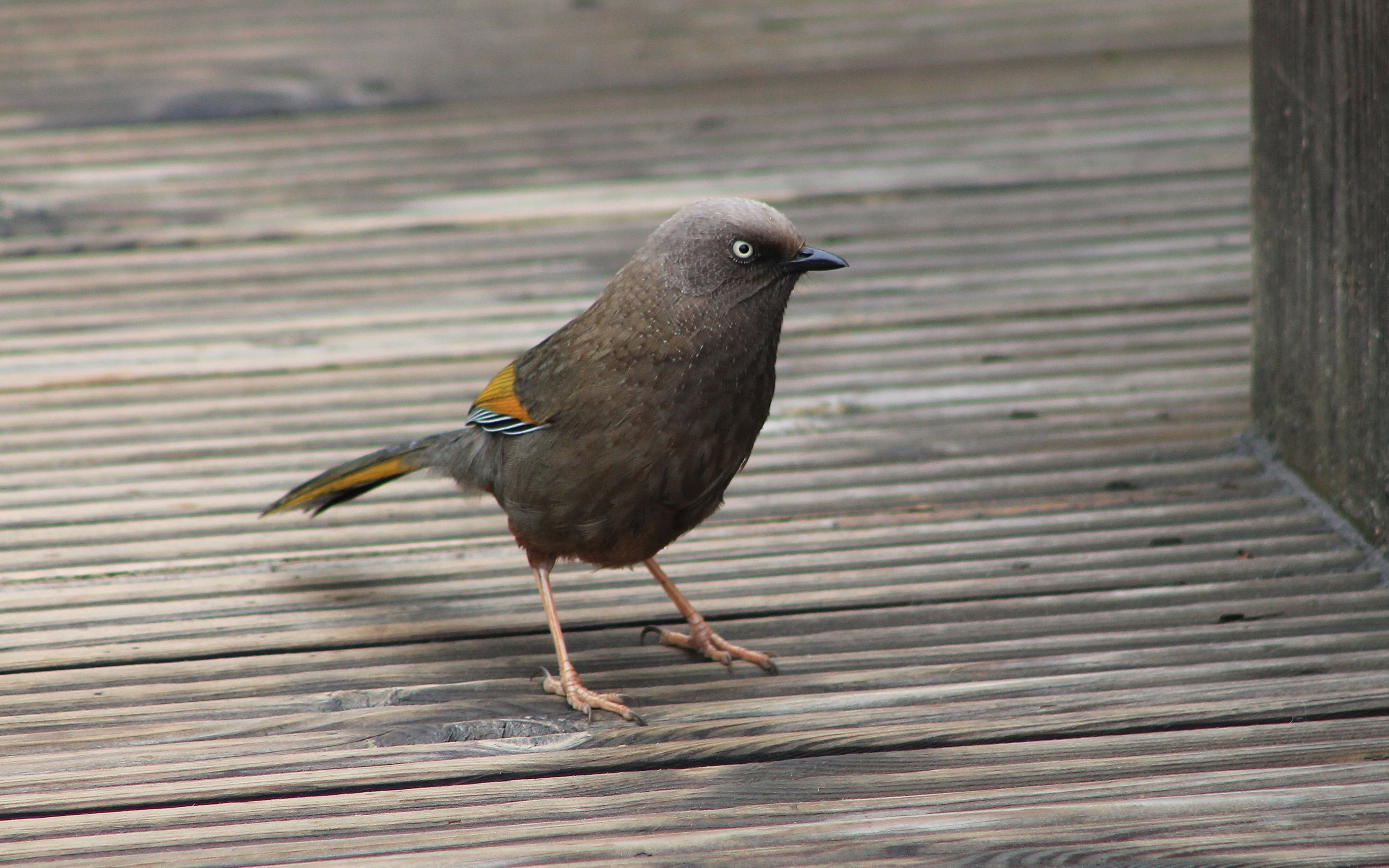 Elliot's Laughing Thrush (Trochalopteron elliottii)