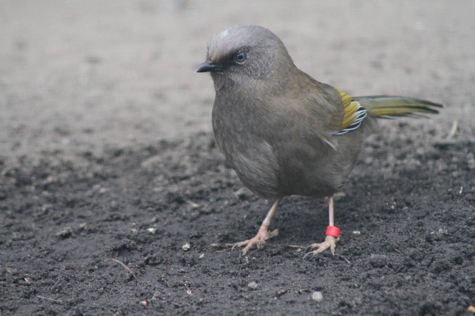Elliot's Laughingthrush (Garrulax elliotii)
