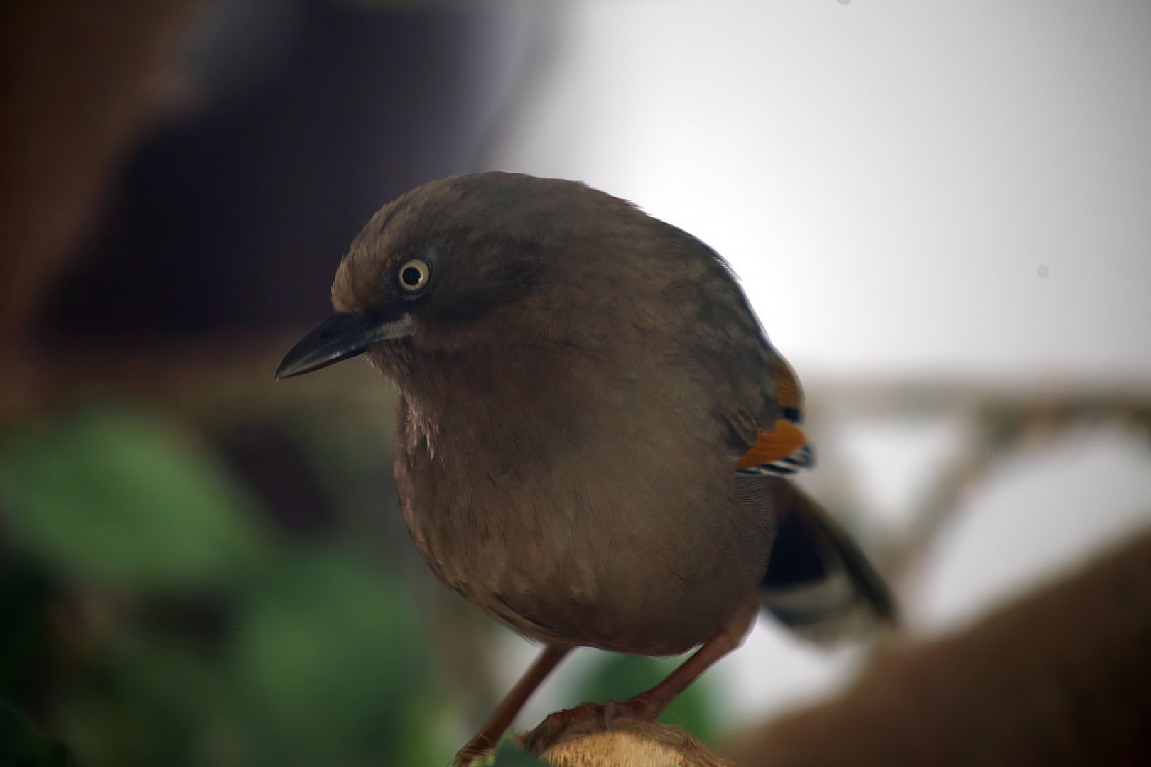Elliot's Laughingthrush (Trochalopteron elliotii)