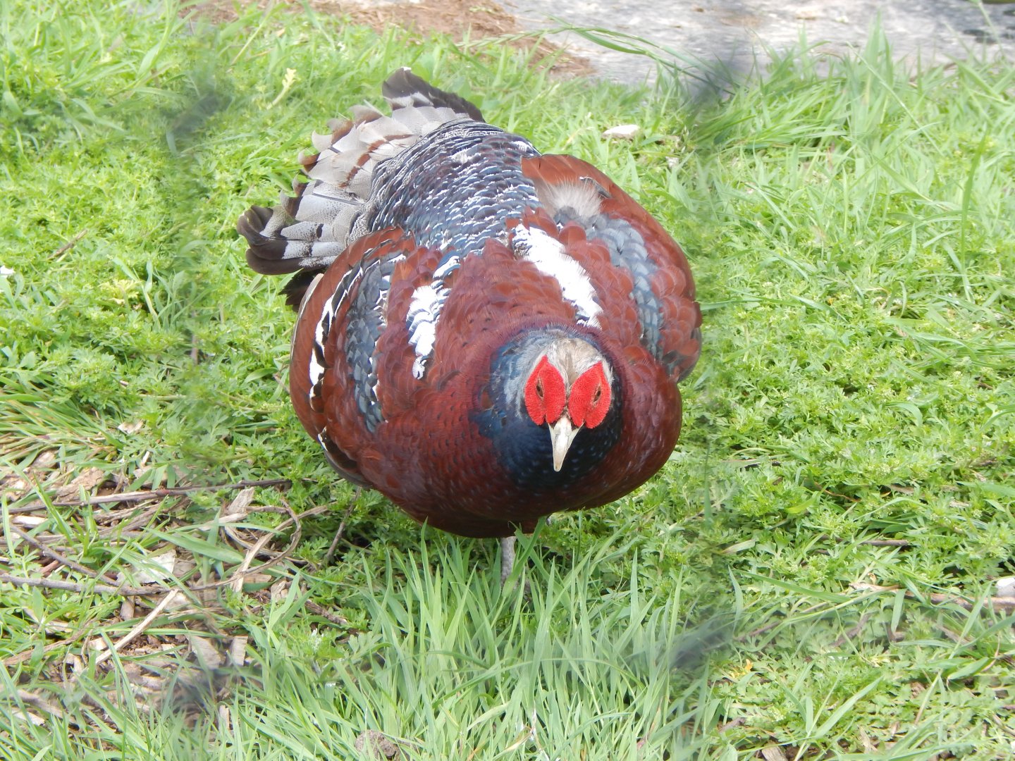 Elliot's pheasant 060625