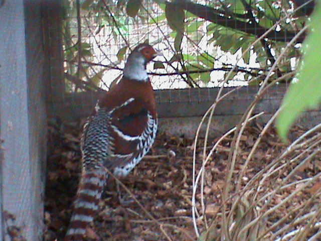 Elliots pheasant 121210