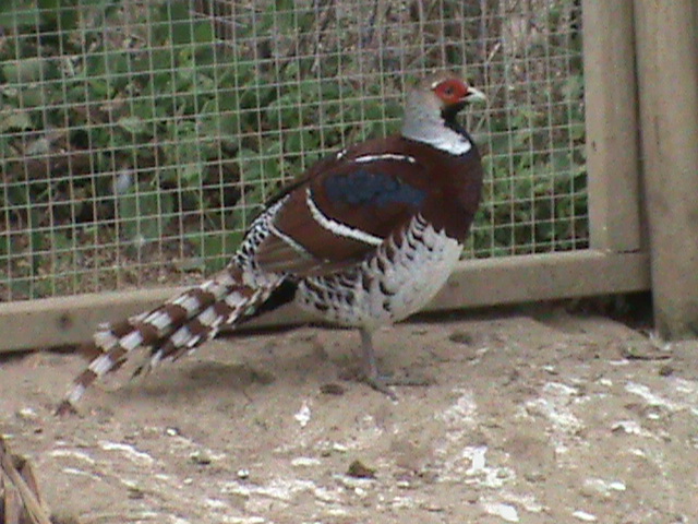 Elliots pheasant 300411