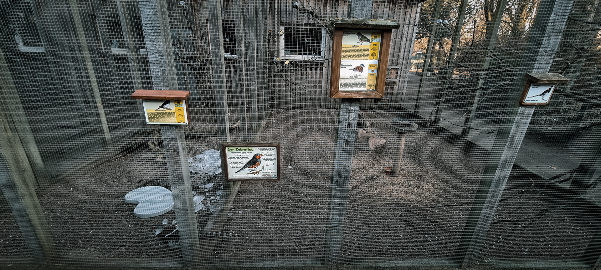 Elliot's Pheasant, Diamond Dove, Zebra Finch, Common Emerald Dove