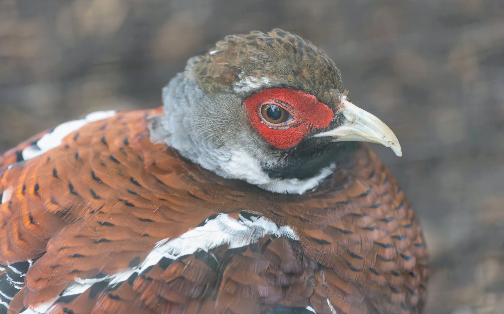 Elliot's pheasant, Dudley, UK