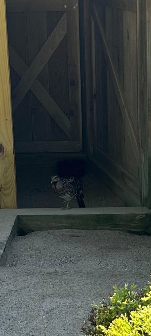 Elliot's Pheasant (Kellogg Bird Sanctuary, Augusta, MI, 8/7/25)