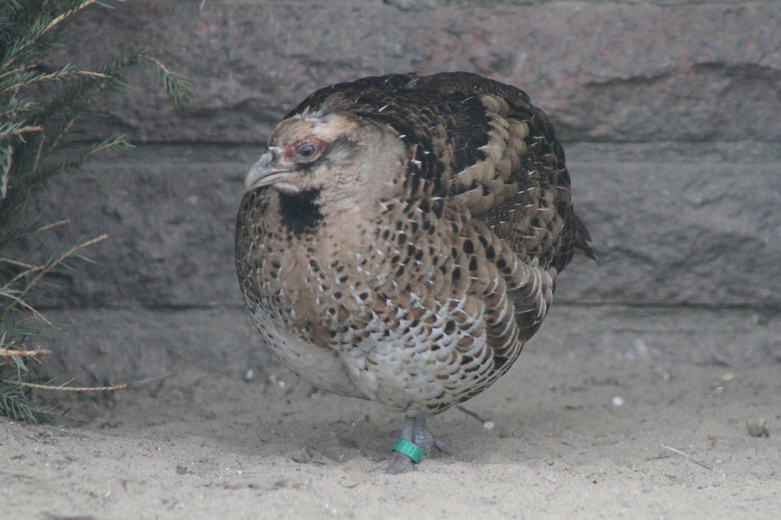 Elliot's Pheasant (Syrmaticus ellioti) 0-1