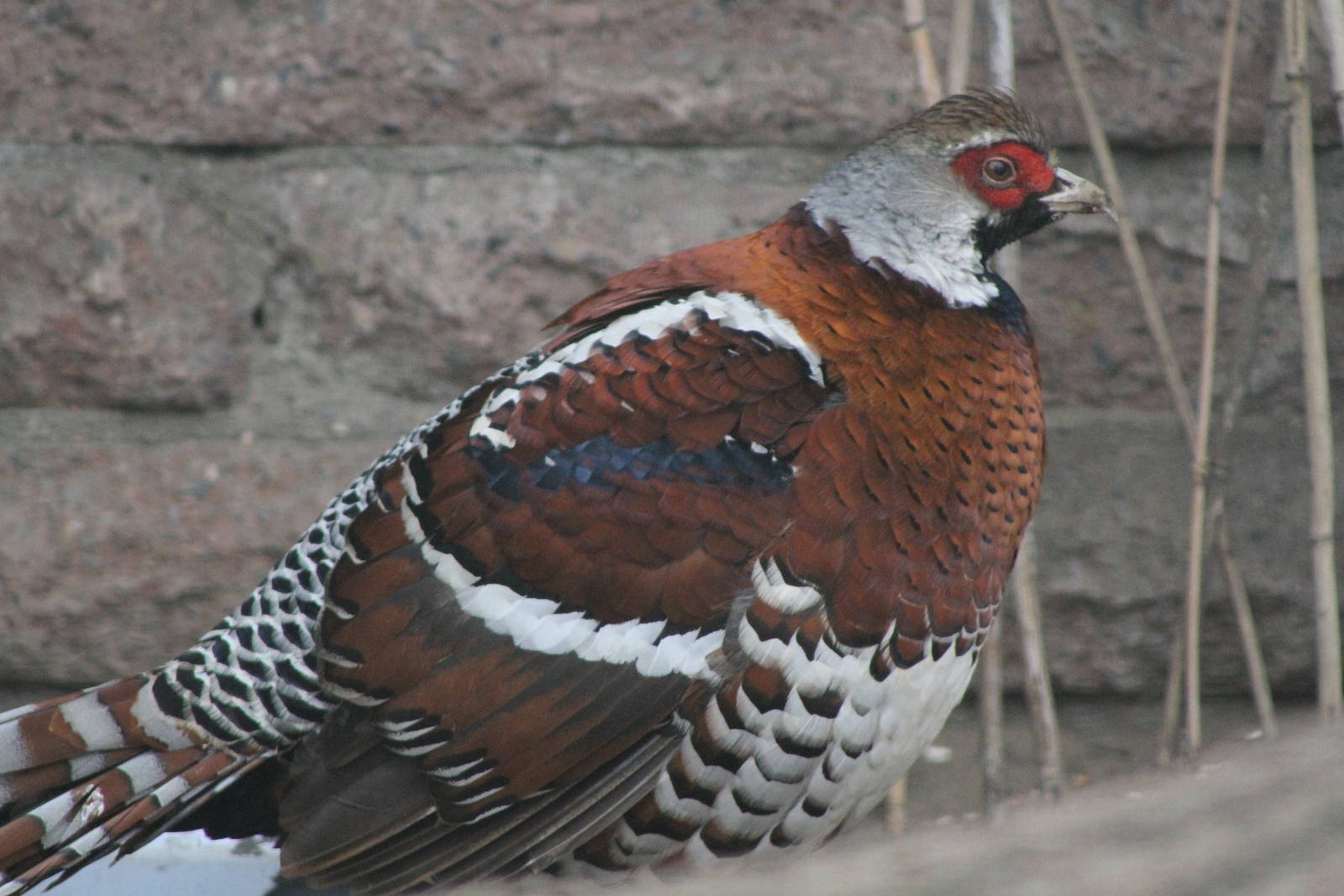 Elliot's Pheasant (Syrmaticus ellioti) 1-0