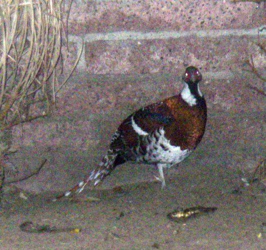 Elliot's Pheasant (Syrmaticus ellioti)