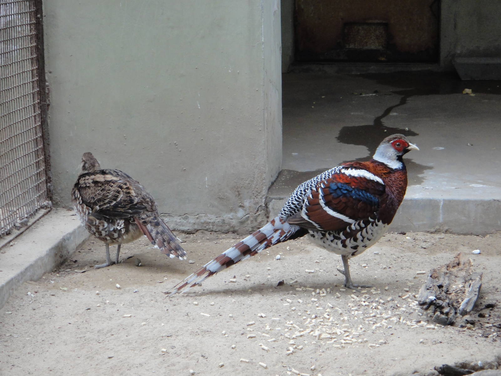 Elliot's Pheasant (Syrmaticus ellioti)