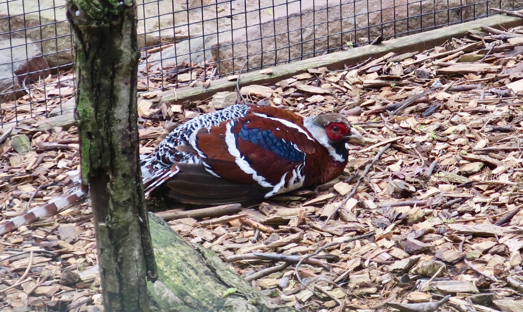 Elliot's Pheasant (Syrmaticus ellioti)