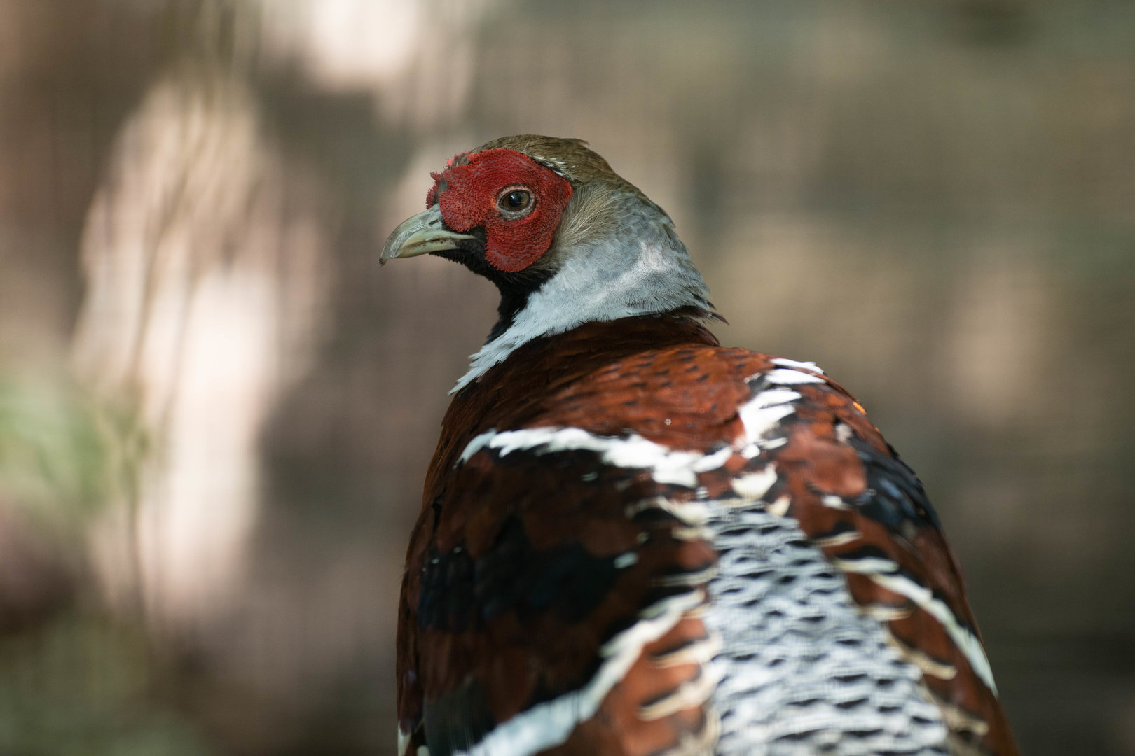 Elliot's pheasant (Syrmaticus ellioti)