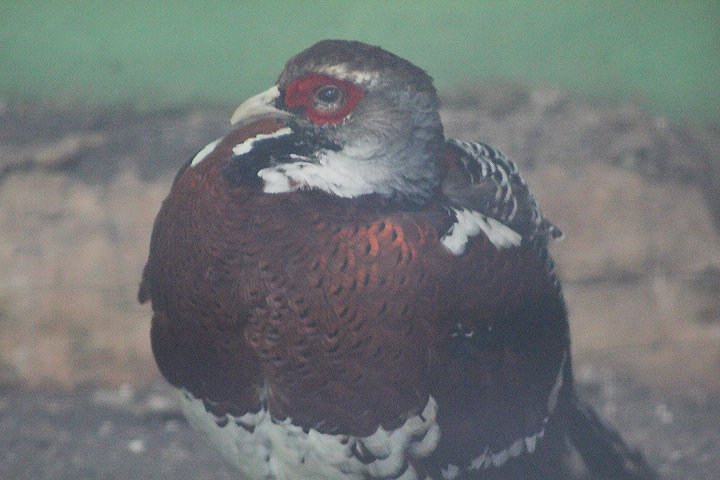 Elliot's pheasant (Syrmaticus ellioti)