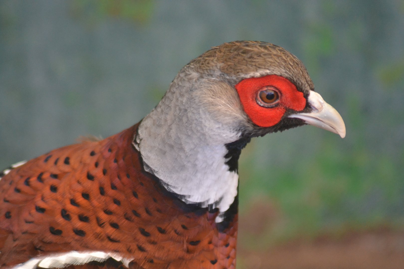 Elliot's Pheasant - Syrmaticus ellitoi