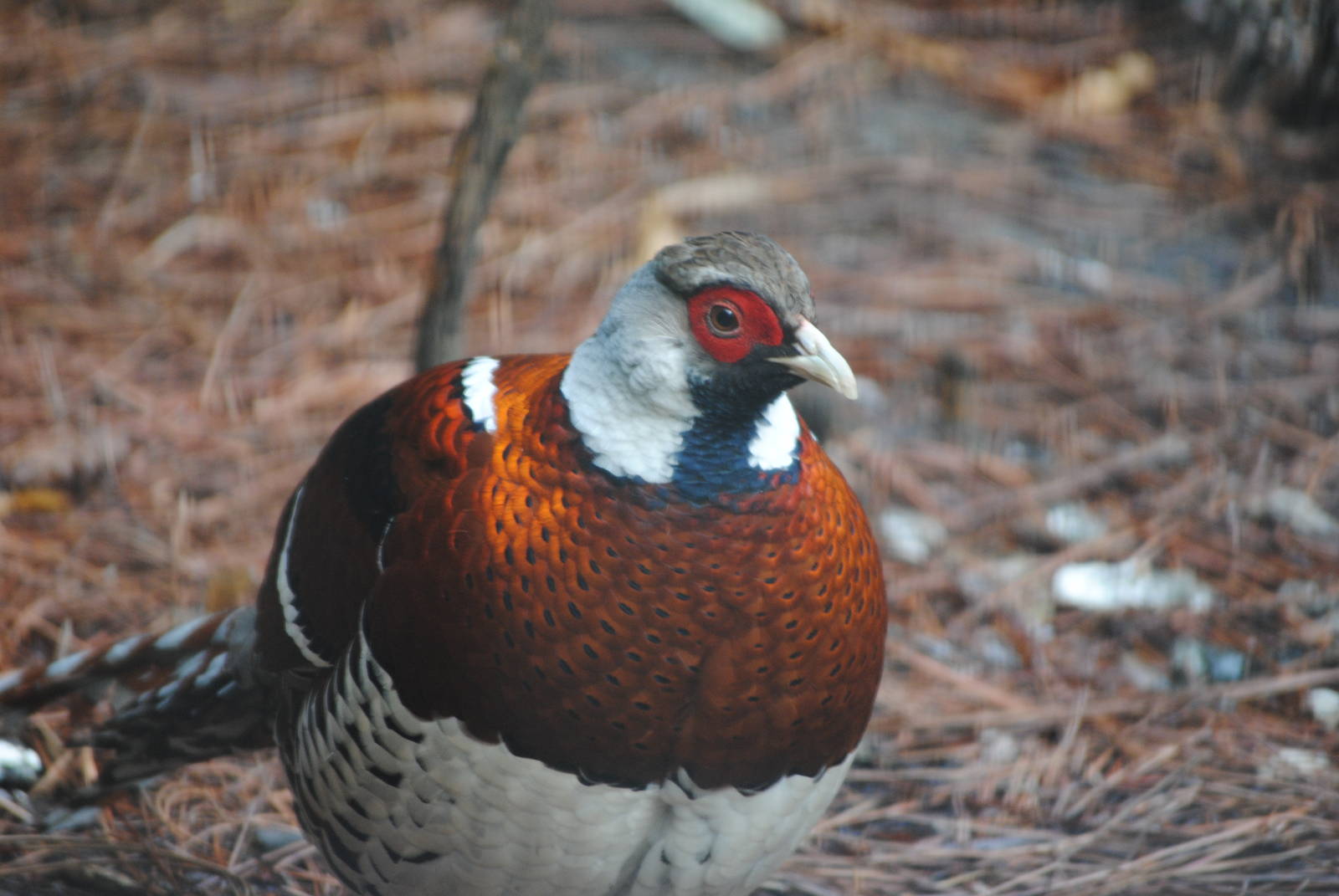 Elliot's Pheasant