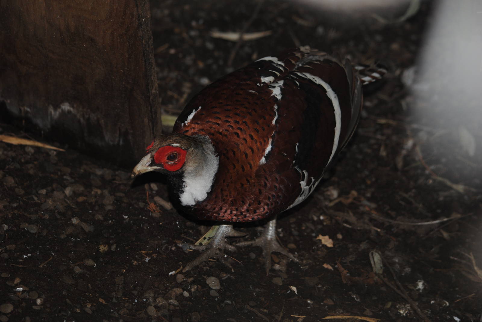 Elliot's Pheasant