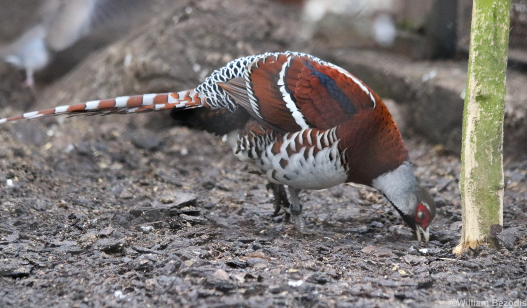 Elliot's Pheasant