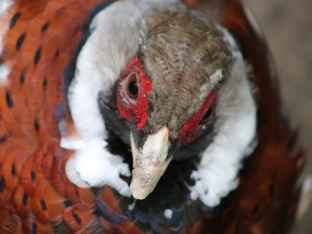 Elliot's Pheasant