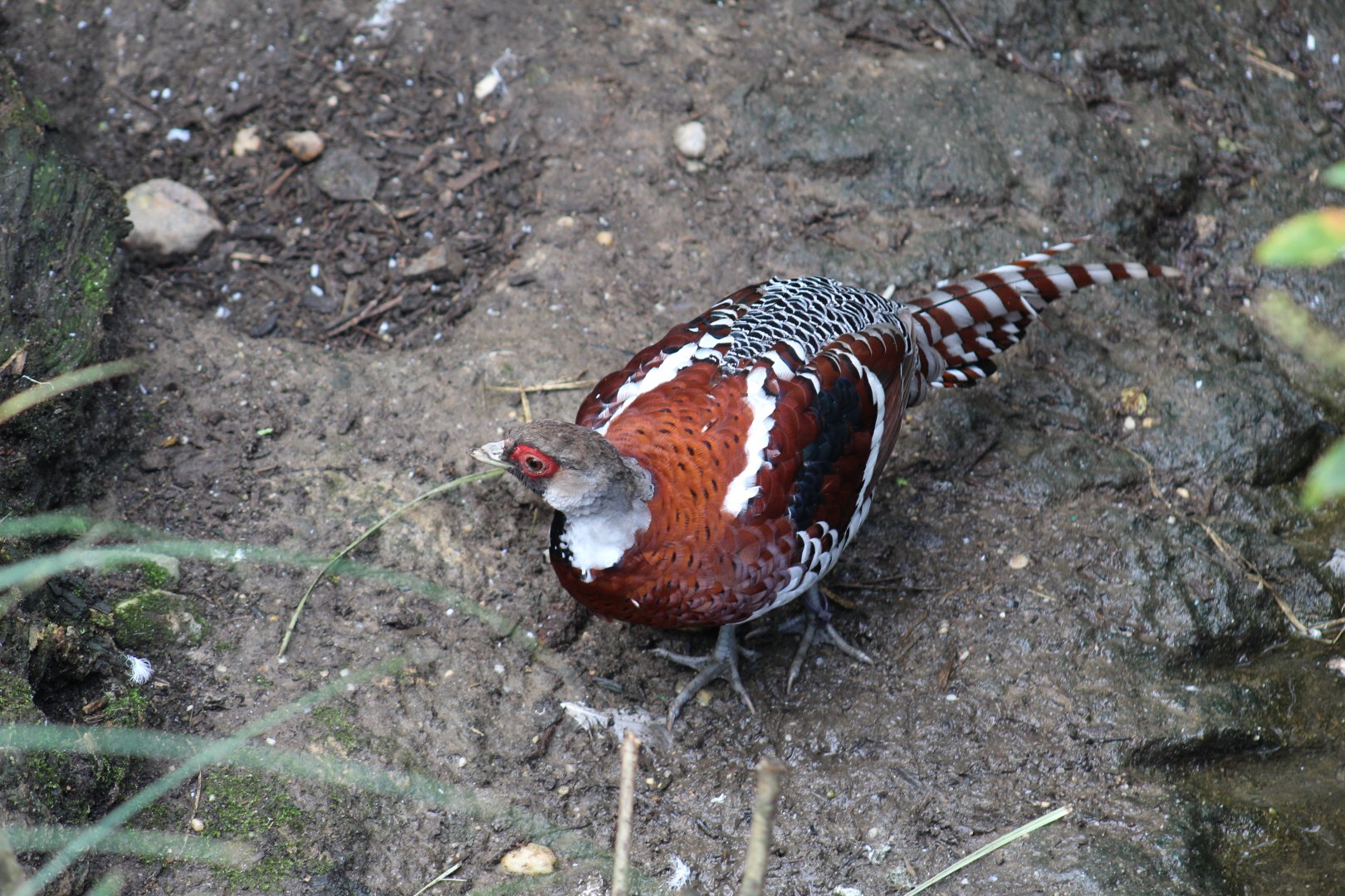 Elliot's Pheasant