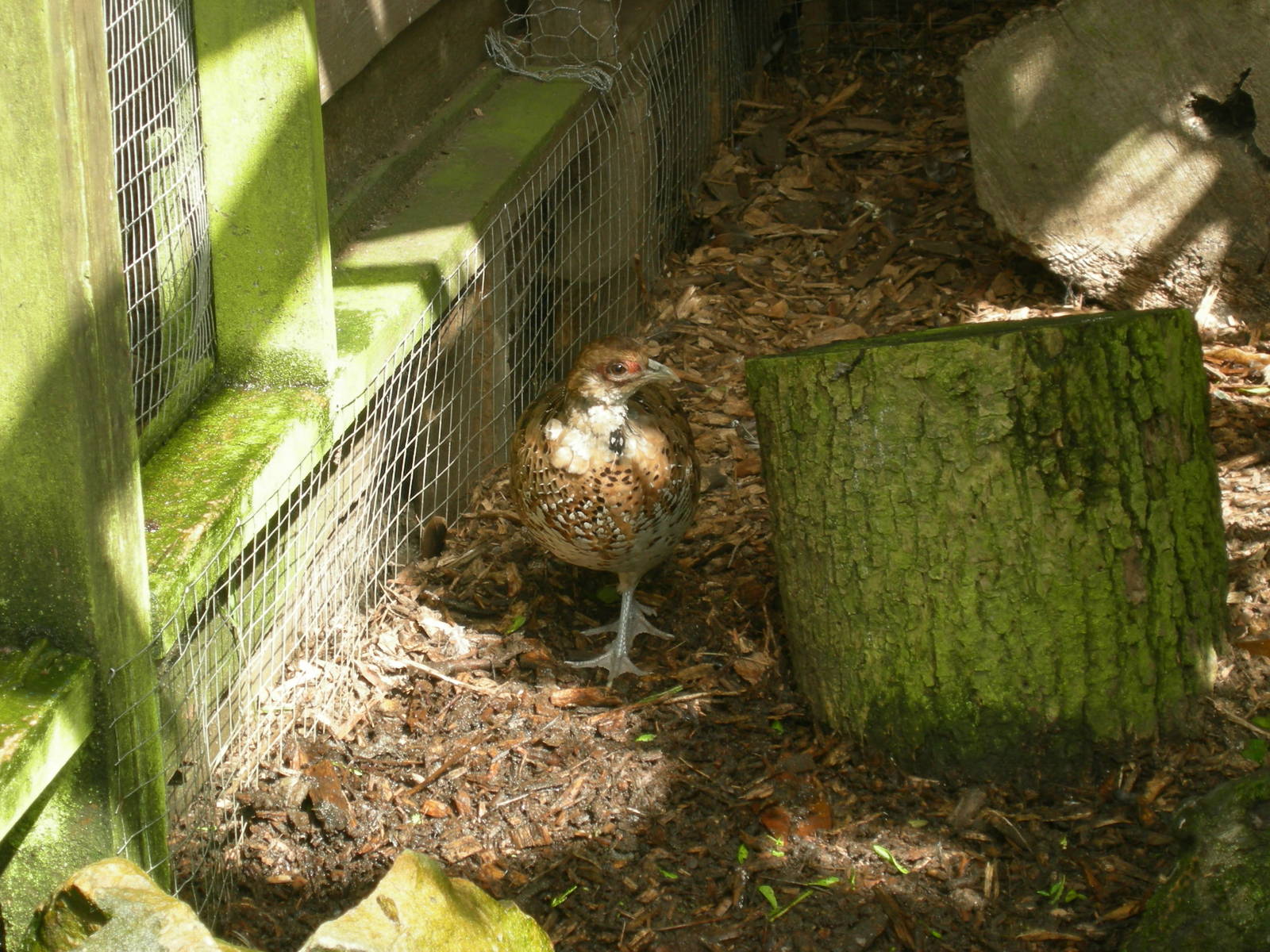 Elliot's Pheasant