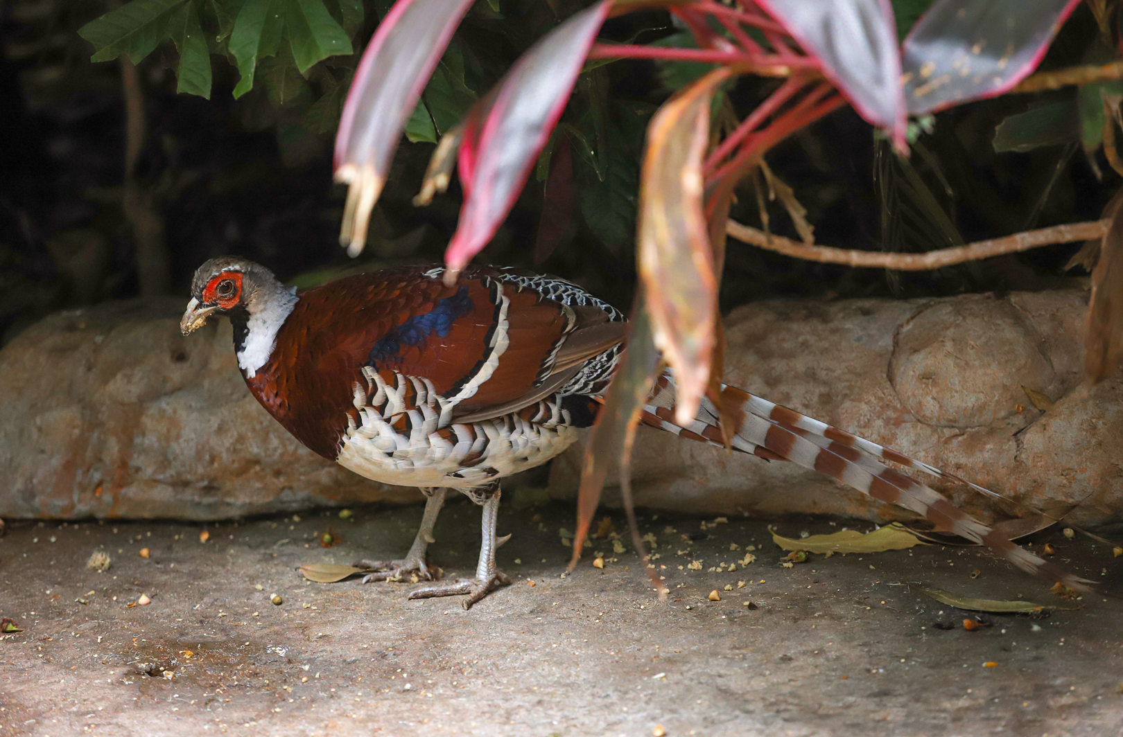 Elliot's pheasant