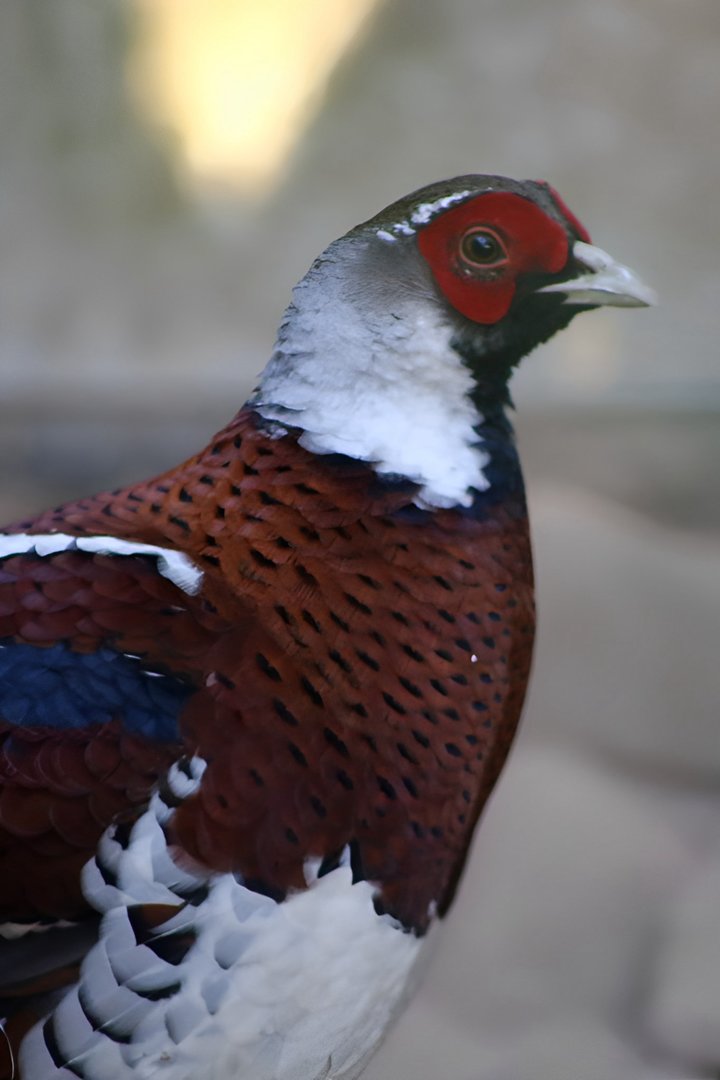Elliot's Pheasant