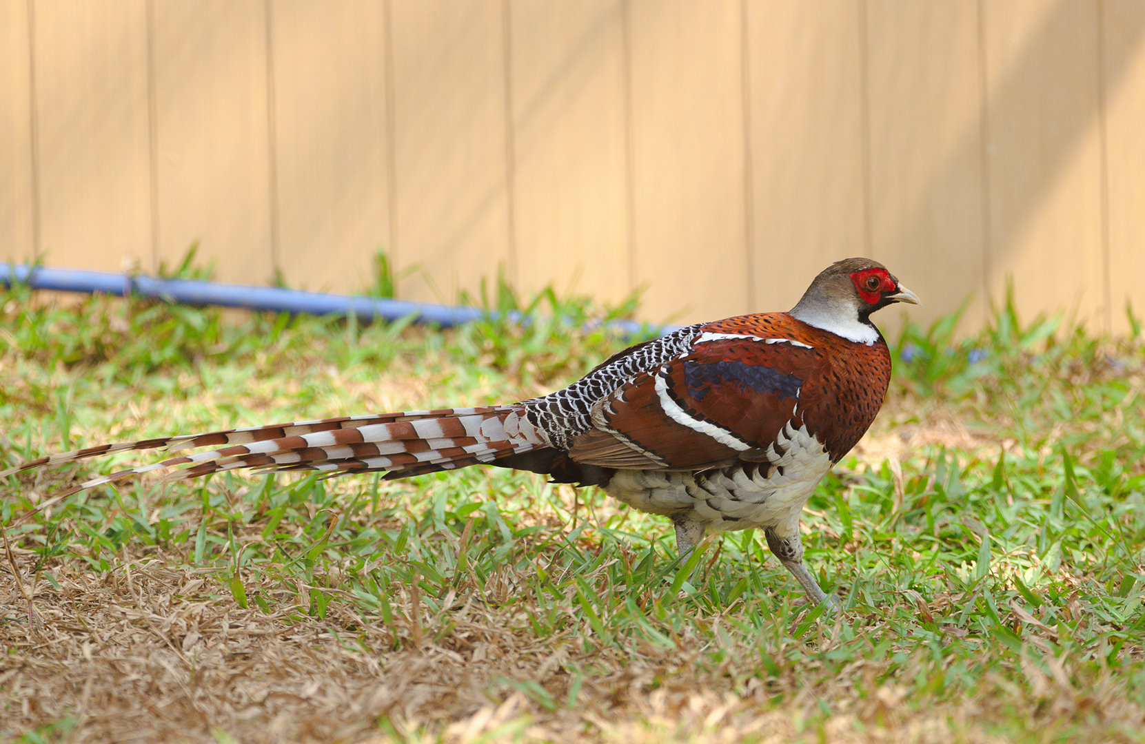 Elliot's pheasant