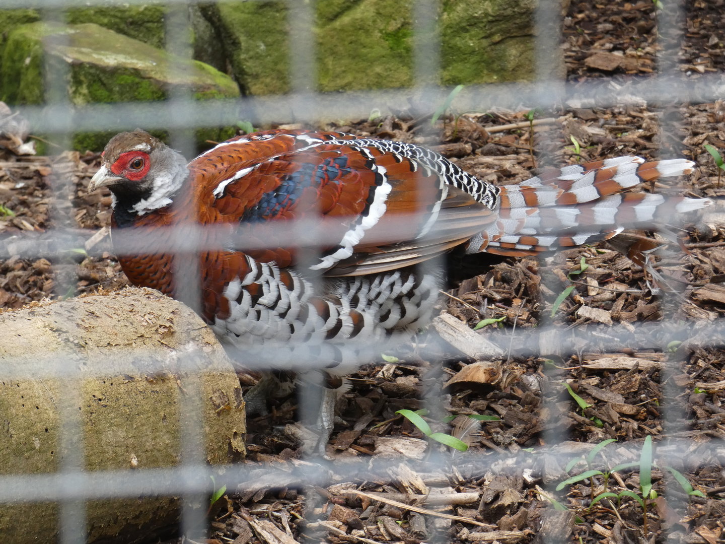 Elliot's pheasant