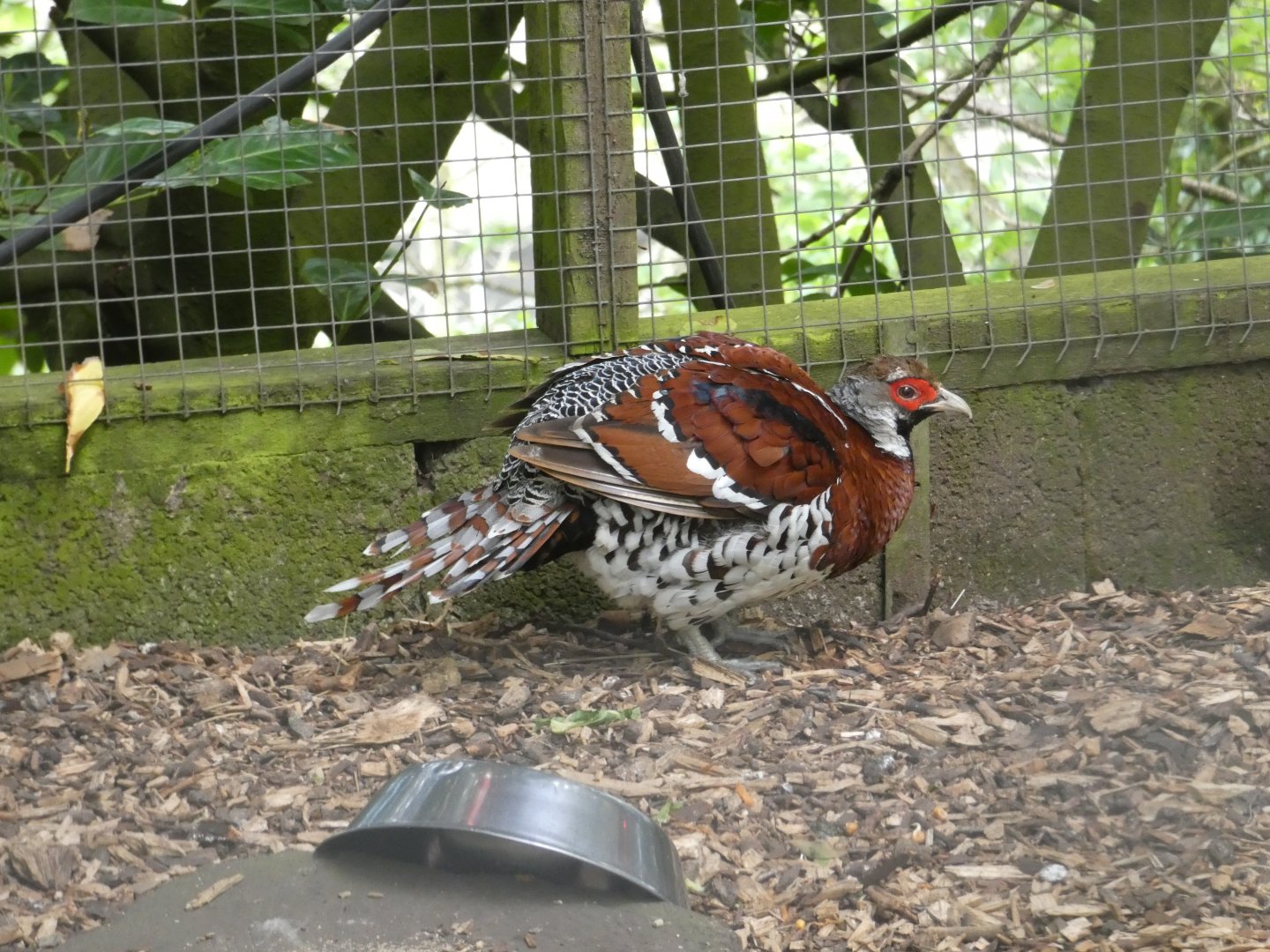 Elliot's pheasant