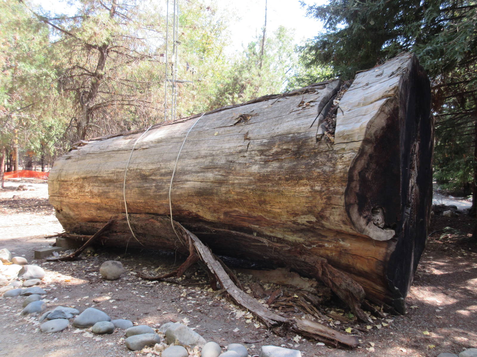 Elliott Redwood (29,600 pound stump of a 118-foot tall tree)