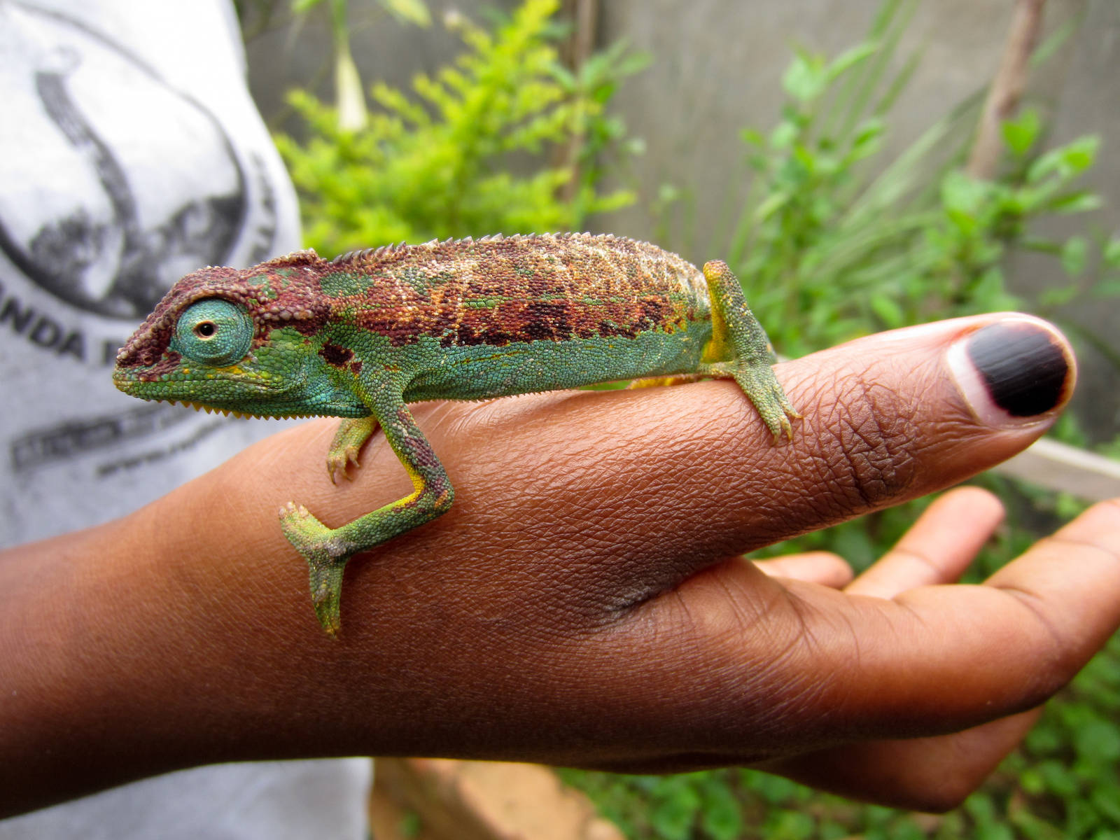 Elliotts Montane Chameleon
