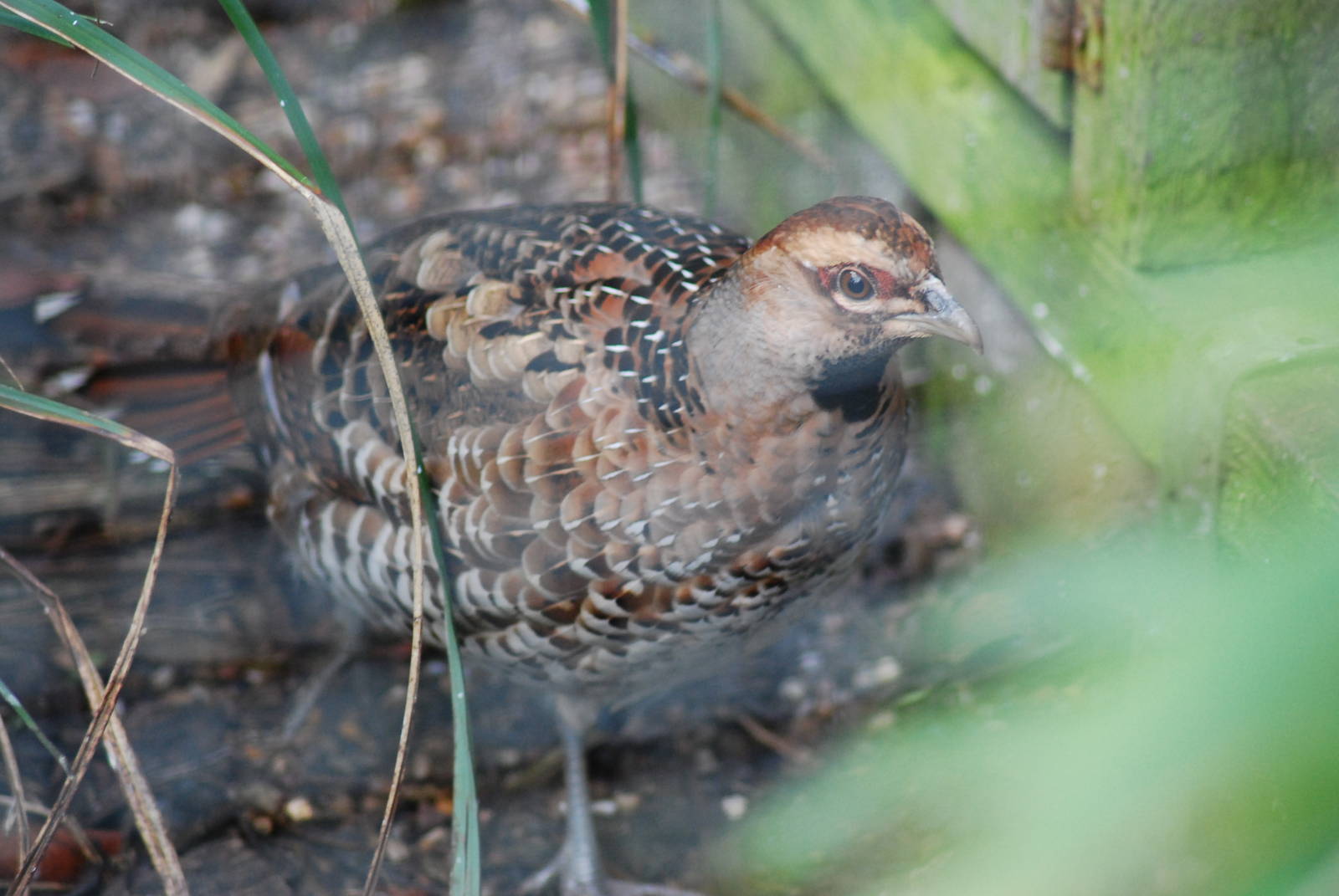 ELLIOTTS PHEASANT HEN