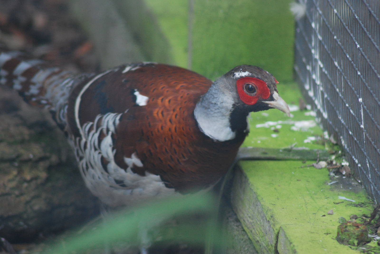 ELLIOTT'S PHEASANT [Syrmaticus elliotti];