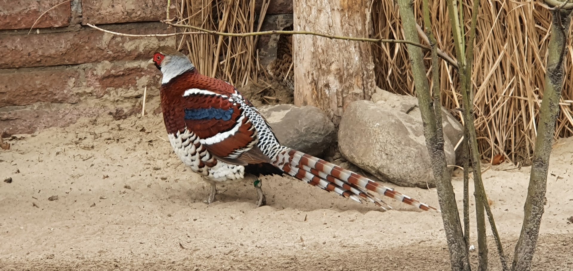 Elliott's pheasant