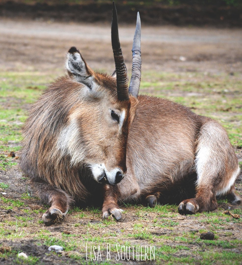 ellipse waterbuck